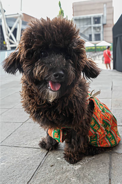 istock A curly black dog with a unique white beard sits outdoors, creating a charming, rustic, and natural scene ideal for pet lifestyle, street photography, and commercial animal content. 2239258293