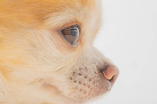 A dog with a red swollen itchy eye