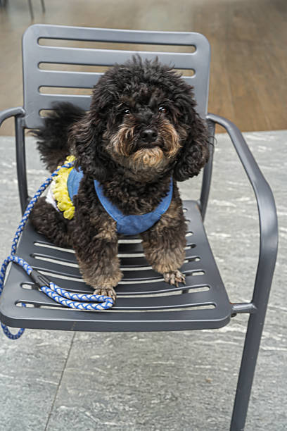 istock Cute black poodle sitting on a chair with a blue harness, calm and expressive, creating a stylish and adorable pet moment perfect for lifestyle and commercial content. 2239260748