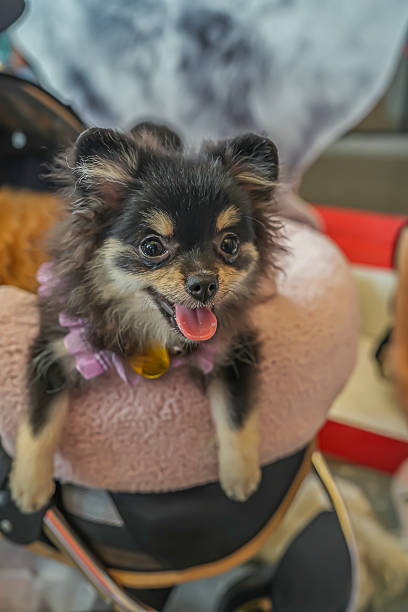 A tiny black-and-tan dog with a purple collar sits happily on a soft cushion, creating a cute, lively, and heartwarming moment perfect for pet lifestyle and commercial content.