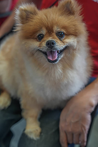 A fluffy Pomeranian sits happily on a person's lap, smiling brightly and creating a warm, cute, and joyful moment ideal for pet lifestyle and commercial content.