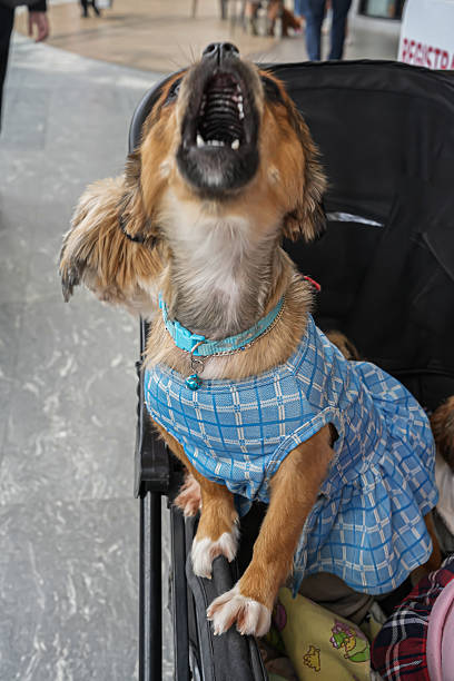 istock Small dog barking energetically while sitting in a stroller, wearing a cute blue dress — lively and expressive pet fashion moment full of personality and emotion. 2239260818