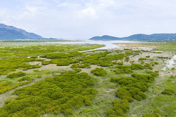 The mangrove base at the estuary in Zhangzhou, Fujian Province, China