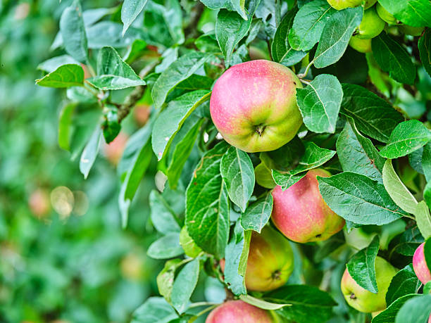 istock Red Apples in the garden 2239266143