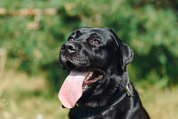 istock black Labrador sits in forest in summer 2239266155