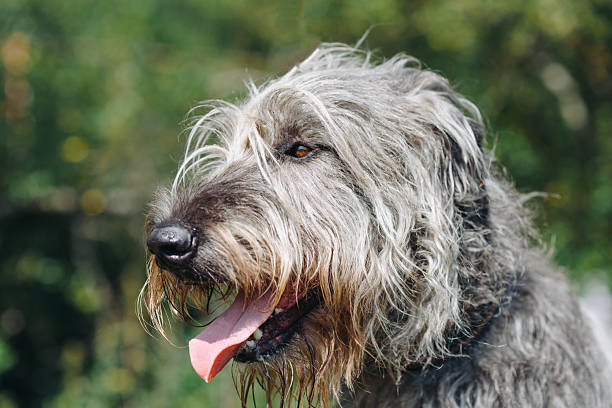 istock Irish Wolfhound dog on green grass in summer 2239266200