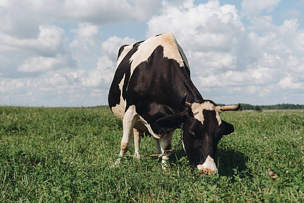 istock cow lies in meadow and eats grass 2239266270
