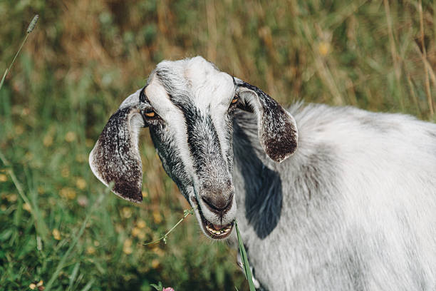 istock black and white goat walks in meadow and eats grass 2239266279