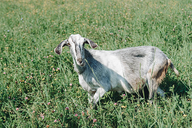 istock black and white goat walks in meadow and eats grass 2239266282