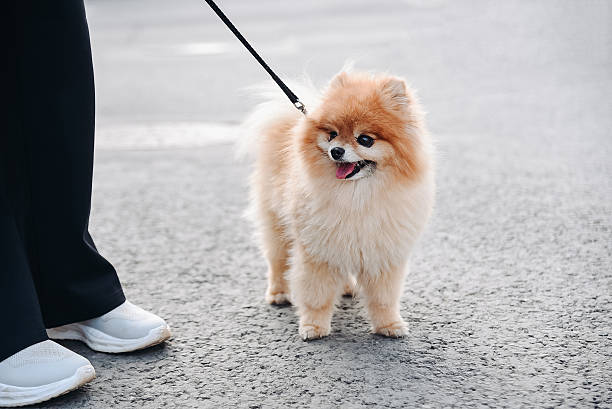 istock cute small fluffy red pomeranian in owner hands 2239266303