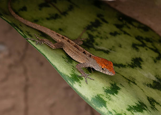 istock Red Headed Brown Anole on Green Leaf 2239269938