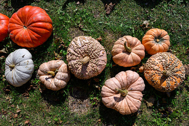 Rural scene - the joyful festivities of fall season