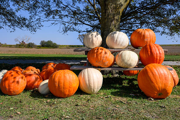 Picked pumpkins in a pumpkin patch farm