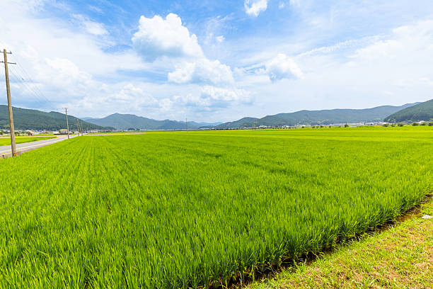 Rice fields in the Uwa Basin