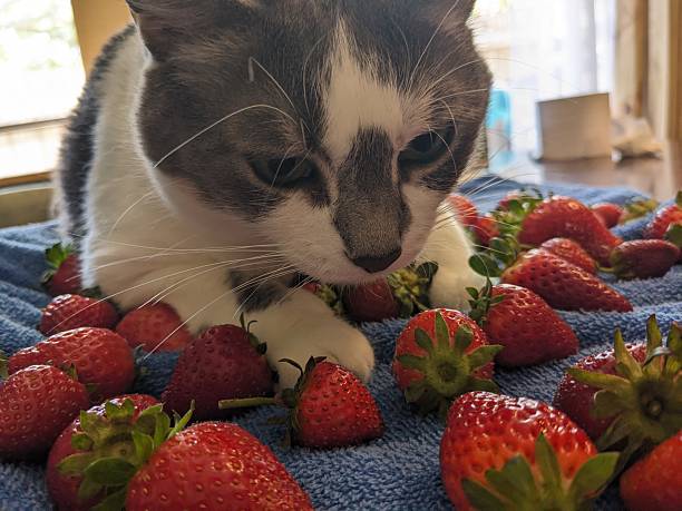 istock A Bed of Strawberries 2239277007