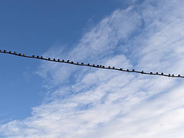 istock Blue Sky and Birds on a Wire 2239277046