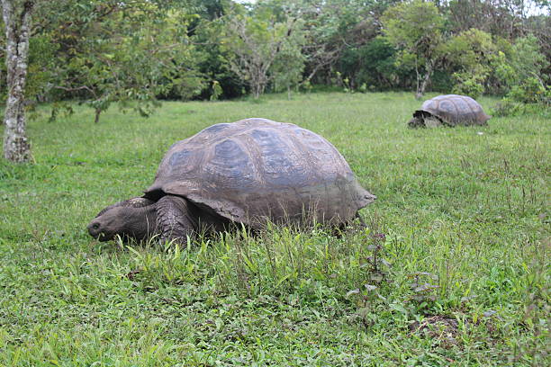 istock Galapagos tortoises grazing 2239284645