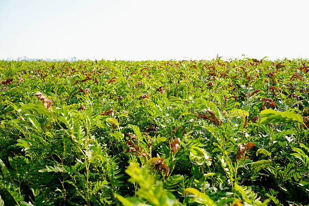 The lush scene of plants under the sun