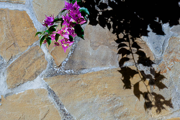 Blooming bougainvillea flowers against a rock wall with strong sunlight and shadows