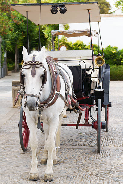 istock White horse pulling traditional tourist carriage on cobblestones 2239289802