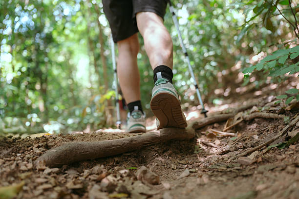 istock Hiker navigating a forest trail with trekking poles during a sunny day in a lush green landscape 2239291293