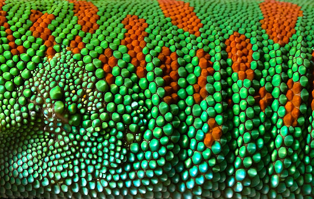 istock captivating macro photography showcasing colorful lizard scales 2239292296