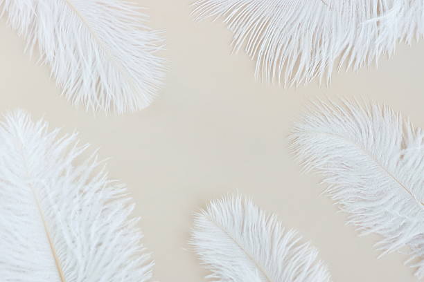 istock White ostrich feathers close up frame on light beige background top view frame. 2239292306