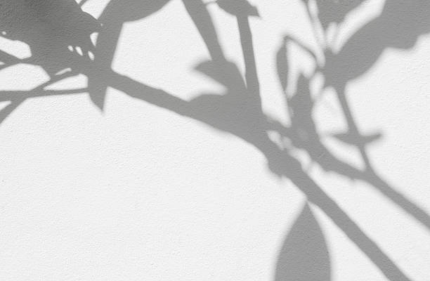 istock Shadow leaves and branches on white wall concrete in natural sunlight.Minimal abstract nature background with blurry light shadow for summer design,template,mockup or aesthetic art with organic and calming feel 2239292545