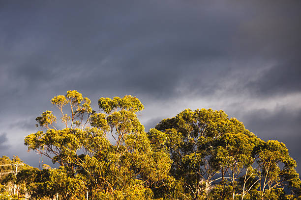 eucalyptus gum trees lit by harsh sunlight with stormy dark clouds in the background, dramatic australian landscape and nature theme
