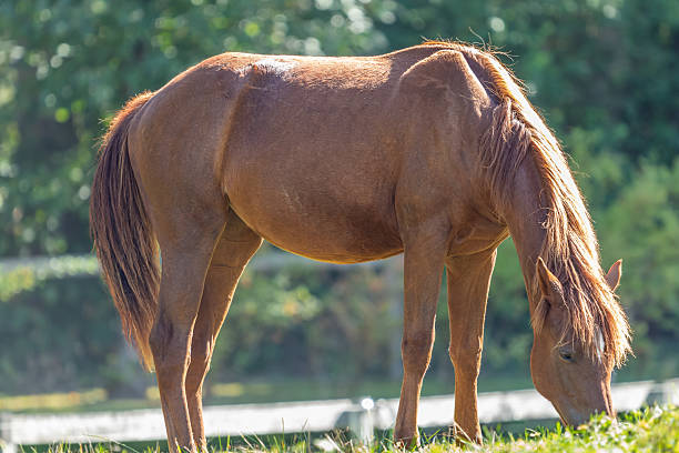 Chestnut horse standing in meadow. Young horse grazing in green yard. Beautiful brown horse on pasture. Beautiful spring landscape