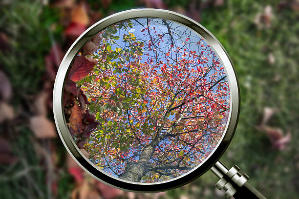 istock Using a magnifying glass to focus on trees from summer to  Autumn in the Scandinavian spring landscape — a symbolic look at the fragility and beauty of nature going from summer to autumn 2239295310