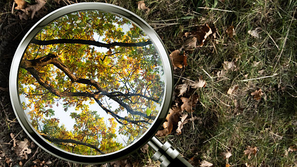 istock Using a magnifying glass to focus on trees from summer to  Autumn in the Scandinavian spring landscape — a symbolic look at the fragility and beauty of nature going from summer to autumn 2239295311