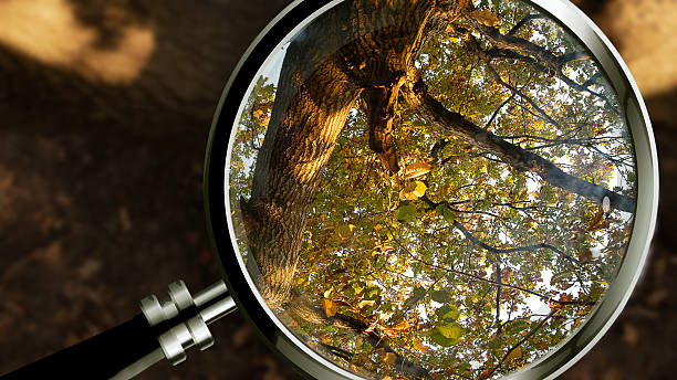 istock Using a magnifying glass to focus on trees from summer to  Autumn in the Scandinavian spring landscape — a symbolic look at the fragility and beauty of nature going from summer to autumn 2239296617