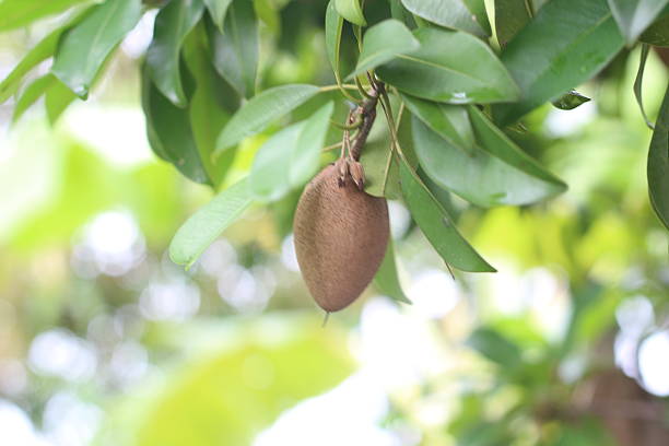 Sapodilla on the tree in the garden