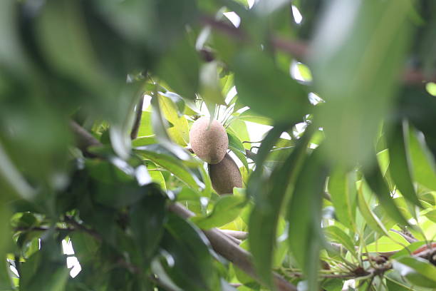 istock Sapodilla on the tree in the garden 2239297880
