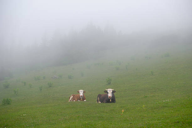 istock village in giresun 2239298595