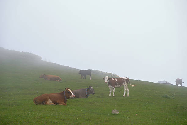 village life in giresun, animals, forrest, views