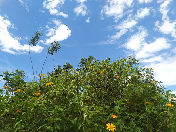 Plant withbright yellow trumpet-shaped flowers