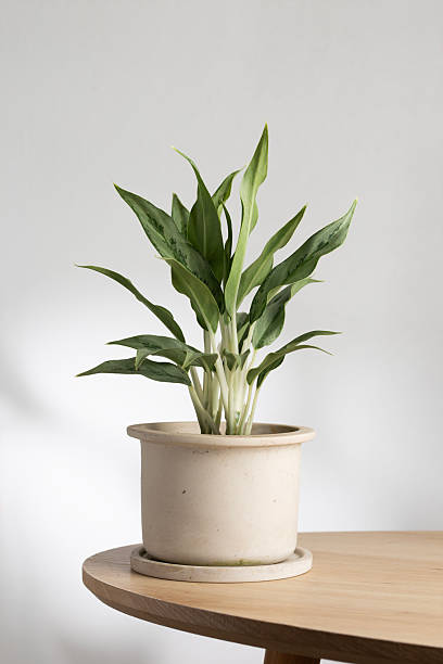 Aglaonema Greyhound indoor plant in ceramic pot on wooden table