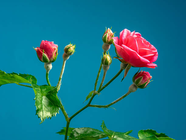 Photo of red rose flower blooming on blue background. A rose is a woody perennial flowering plant of the genus Rosa, in the family Rosaceae, or the flower it bears. There are over three hundred species and tens of thousands of cultivars. They form a group of plants that can be erect shrubs, climbing, or trailing, with stems that are often armed with sharp prickles. Their flowers vary in size and shape and are usually large and showy, in colours ranging from white through yellows and reds. Most species are native to Asia, with smaller numbers native to Europe, North America, and northwestern Africa. Species, cultivars and hybrids are all widely grown for their beauty and often are fragrant. Roses have acquired cultural significance in many societies. Rose plants range in size from compact, miniature roses, to climbers that can reach seven meters in height.