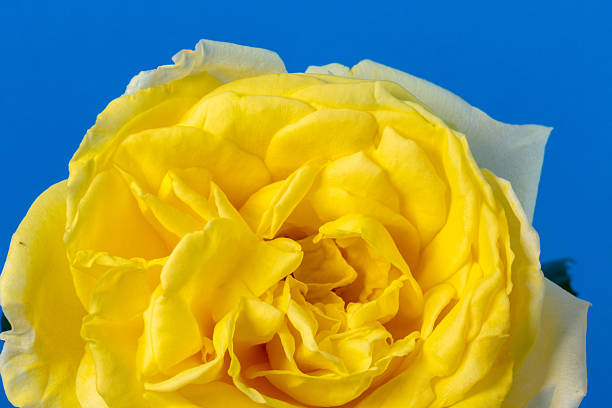 Chic background illustration texture of retro roses in a unified yellow-orange color scheme,