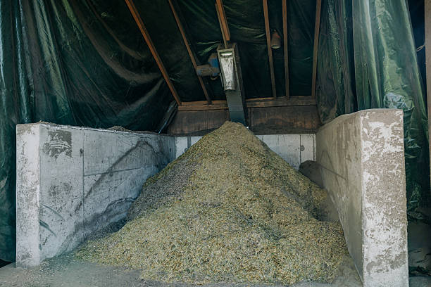 A storage area with a sloped roof, concrete walls, and a metal conveyor system above a large pile of processed plant material, likely silage.