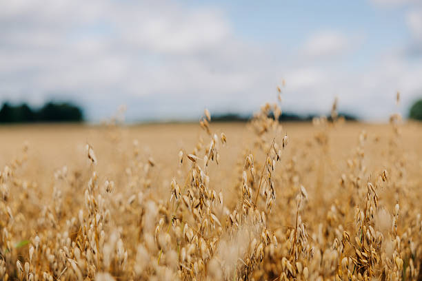 istock Close Up of Ripened Grain with Tree Line and Partly Cloudy Sky 2239305455
