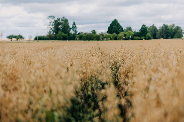 istock Golden Field with Narrow Path and Overcast Sky Above 2239305459