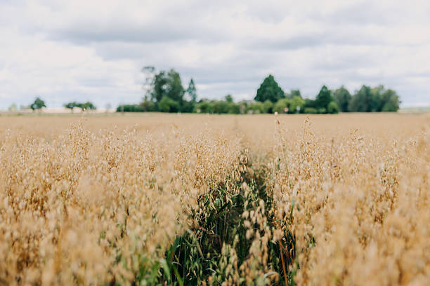 Golden Field with Narrow Path and Tree Line Under Cloudy Sky