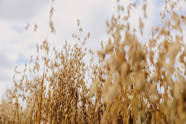 istock Golden Oat Field with Partially Cloudy Sky and Diffused Light 2239305469