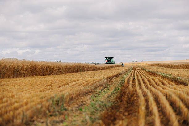 istock Combine Harvester Working on a Large Agricultural Field During Harvest 2239305476
