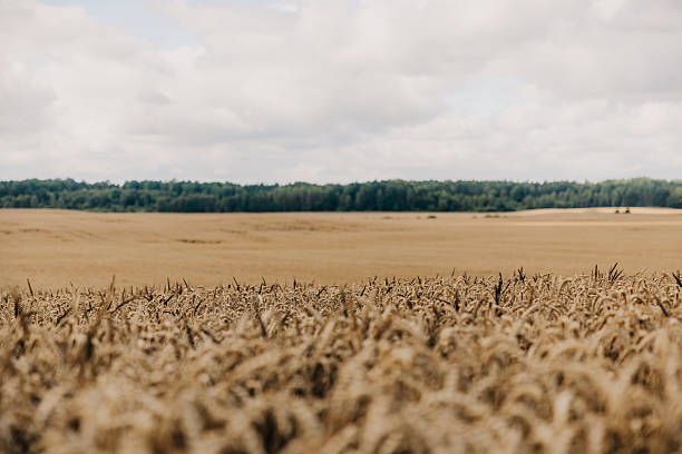 Golden Wheat Field with Dense Tree Line Under Partly Cloudy Sky