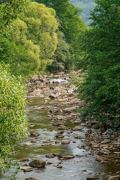 istock Scenic river flowing through lush greenery in a tranquil forest setting on a sunny day 2239305768