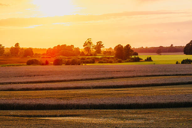 istock Sunset Over Agricultural Fields with Rows of Crops and Trees 2239305997